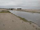 Littoral végétal